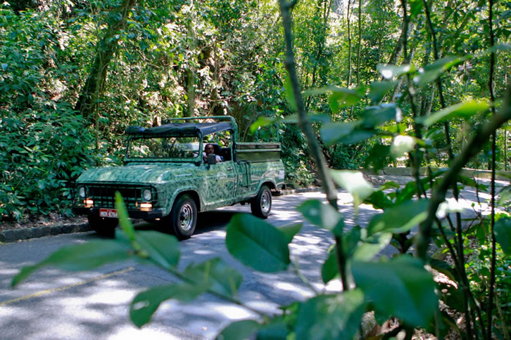 An Eco-Forest in the Middle of the City - Rio de Janeiro